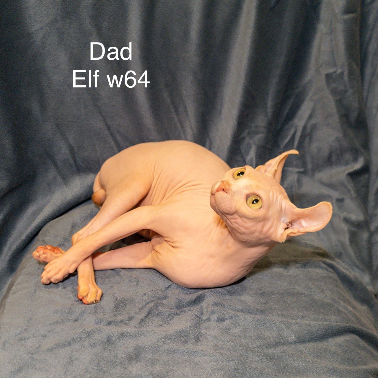 Browse Available Kittens