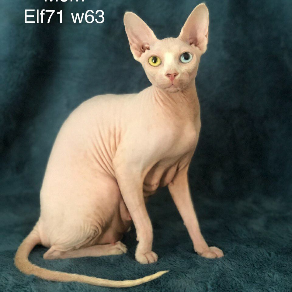 We breed for our cats' features illustration