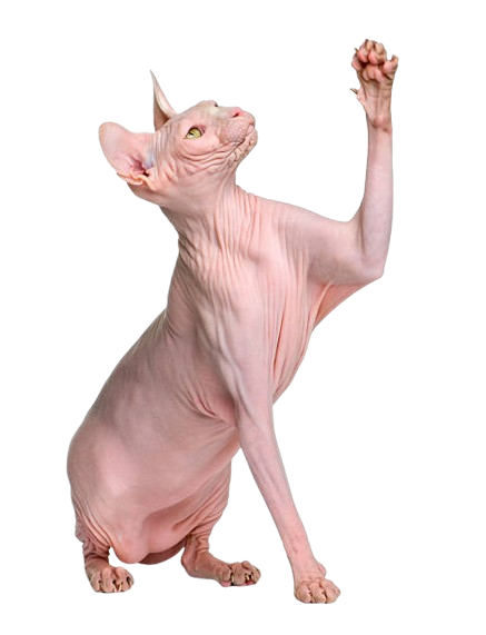 sphynx cat on the hero section of the landing page